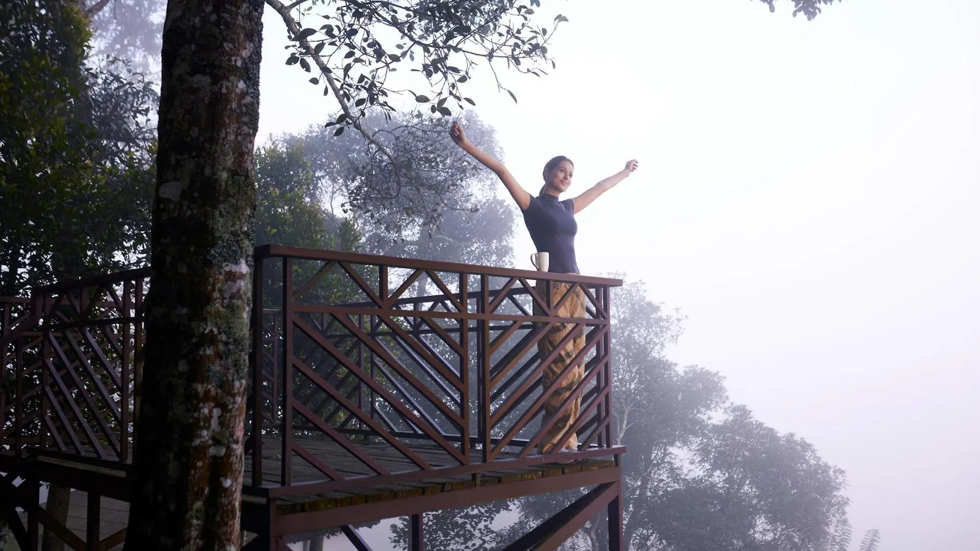 Forest Canopy Thekkady